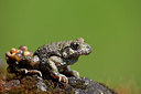 BUITEN BEELD Foto: 324584