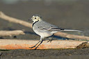 BUITEN BEELD Foto: 324642