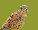 BUITEN BEELD Foto: 324766
