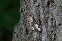 BUITEN BEELD Foto: 324769