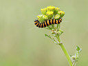 BUITEN BEELD Foto: 324839