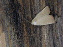 BUITEN BEELD Foto: 324842