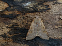 BUITEN BEELD Foto: 324921
