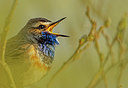 BUITEN BEELD Foto: 324975