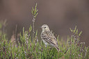BUITEN BEELD Foto: 325020