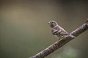 BUITEN BEELD Foto: 325024
