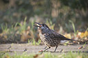 BUITEN BEELD Foto: 325028