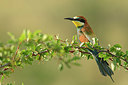 BUITEN BEELD Foto: 325069