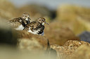 BUITEN BEELD Foto: 325076