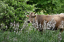 BUITEN BEELD Foto: 325148