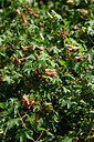BUITEN BEELD Foto: 325164