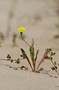 BUITEN BEELD Foto: 325181