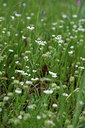 BUITEN BEELD Foto: 325221