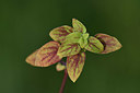BUITEN BEELD Foto: 325296