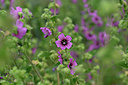 BUITEN BEELD Foto: 325306