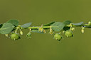 BUITEN BEELD Foto: 325358
