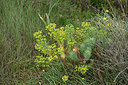 BUITEN BEELD Foto: 325375