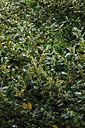 BUITEN BEELD Foto: 325385