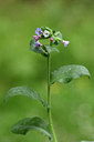 BUITEN BEELD Foto: 325389