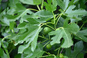 BUITEN BEELD Foto: 325402