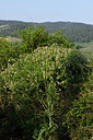 BUITEN BEELD Foto: 325427