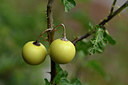 BUITEN BEELD Foto: 325465