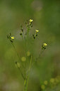 BUITEN BEELD Foto: 325488