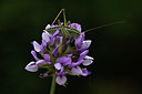 BUITEN BEELD Foto: 325511