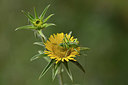 BUITEN BEELD Foto: 325514