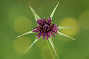 BUITEN BEELD Foto: 325527