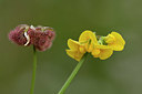 BUITEN BEELD Foto: 325528