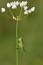 BUITEN BEELD Foto: 325529