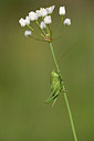 BUITEN BEELD Foto: 325530