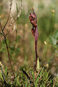 BUITEN BEELD Foto: 325681