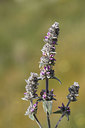 BUITEN BEELD Foto: 325694