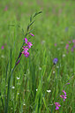 BUITEN BEELD Foto: 325822