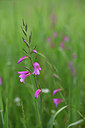 BUITEN BEELD Foto: 325823
