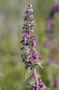 BUITEN BEELD Foto: 325835