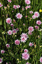 BUITEN BEELD Foto: 325843