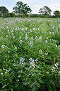 BUITEN BEELD Foto: 325890