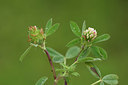 BUITEN BEELD Foto: 325970