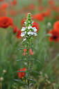 BUITEN BEELD Foto: 326020