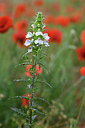 BUITEN BEELD Foto: 326022