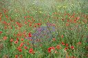 BUITEN BEELD Foto: 326023