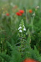 BUITEN BEELD Foto: 326024