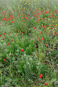 BUITEN BEELD Foto: 326025