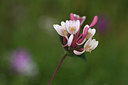 BUITEN BEELD Foto: 326047