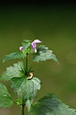 BUITEN BEELD Foto: 326064