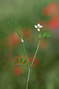 BUITEN BEELD Foto: 326094