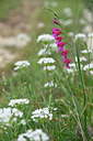 BUITEN BEELD Foto: 326101